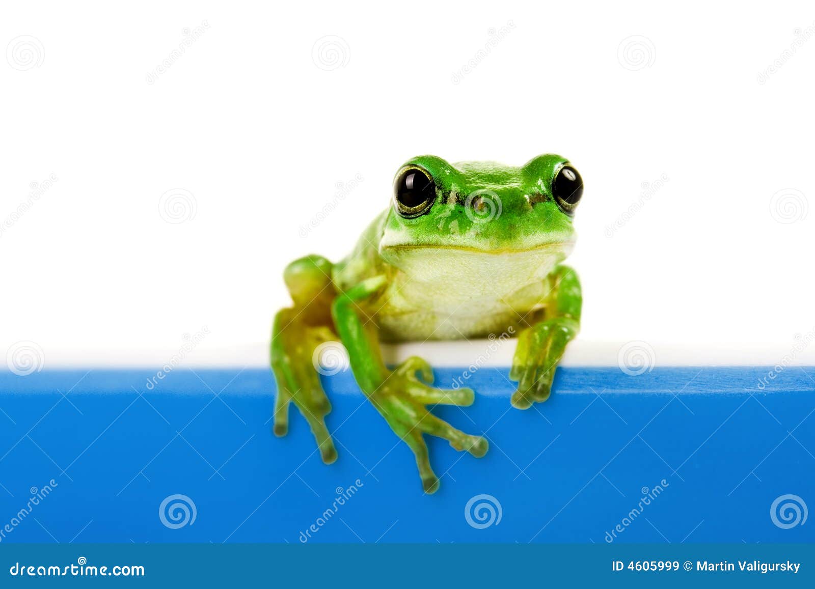 Green Frog Looking Out of Cooking Pot Stock Image Image of attractive