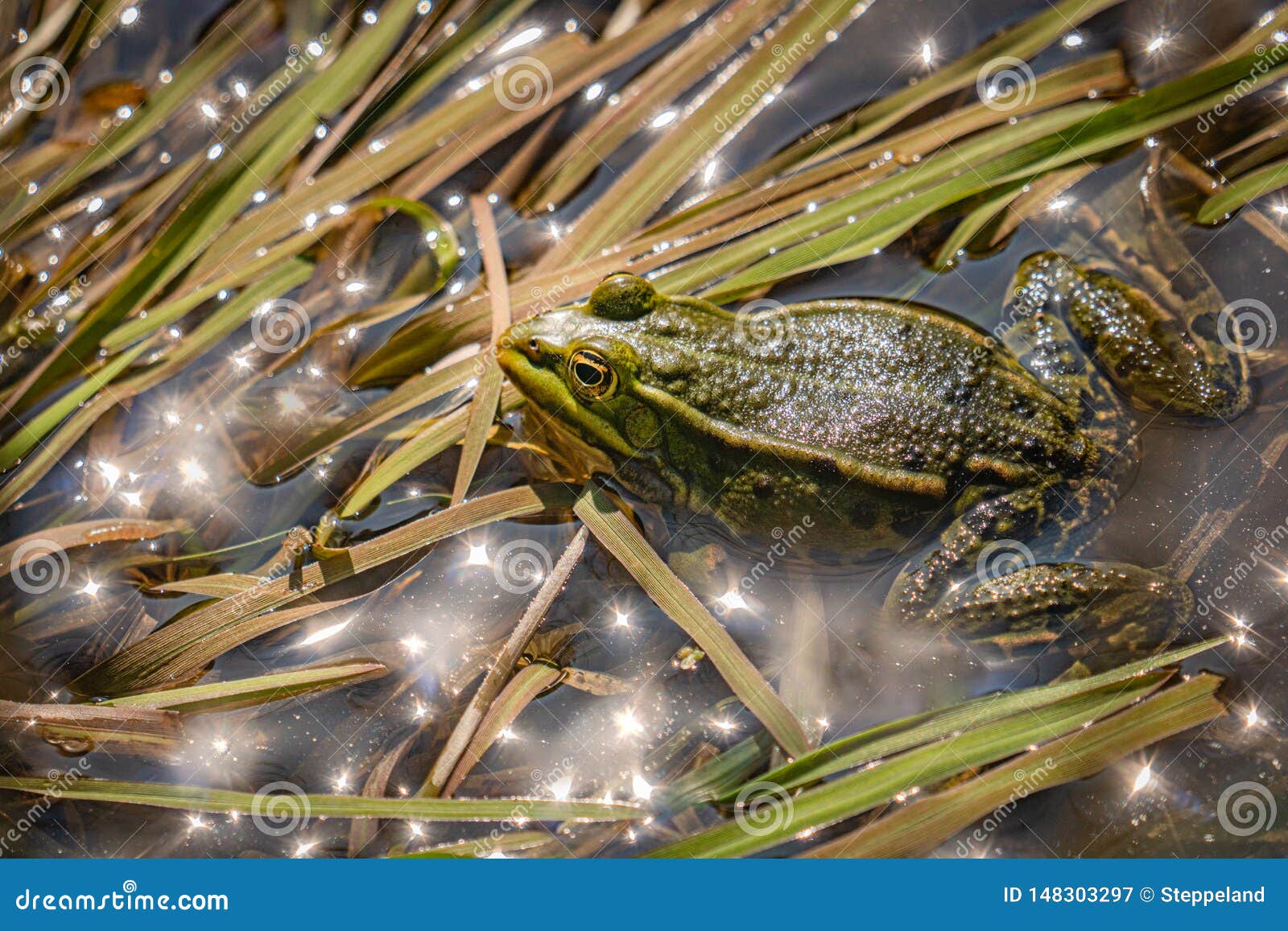 Green Frog in Shallow Water Stock Image - Image of floral, light: 148303297