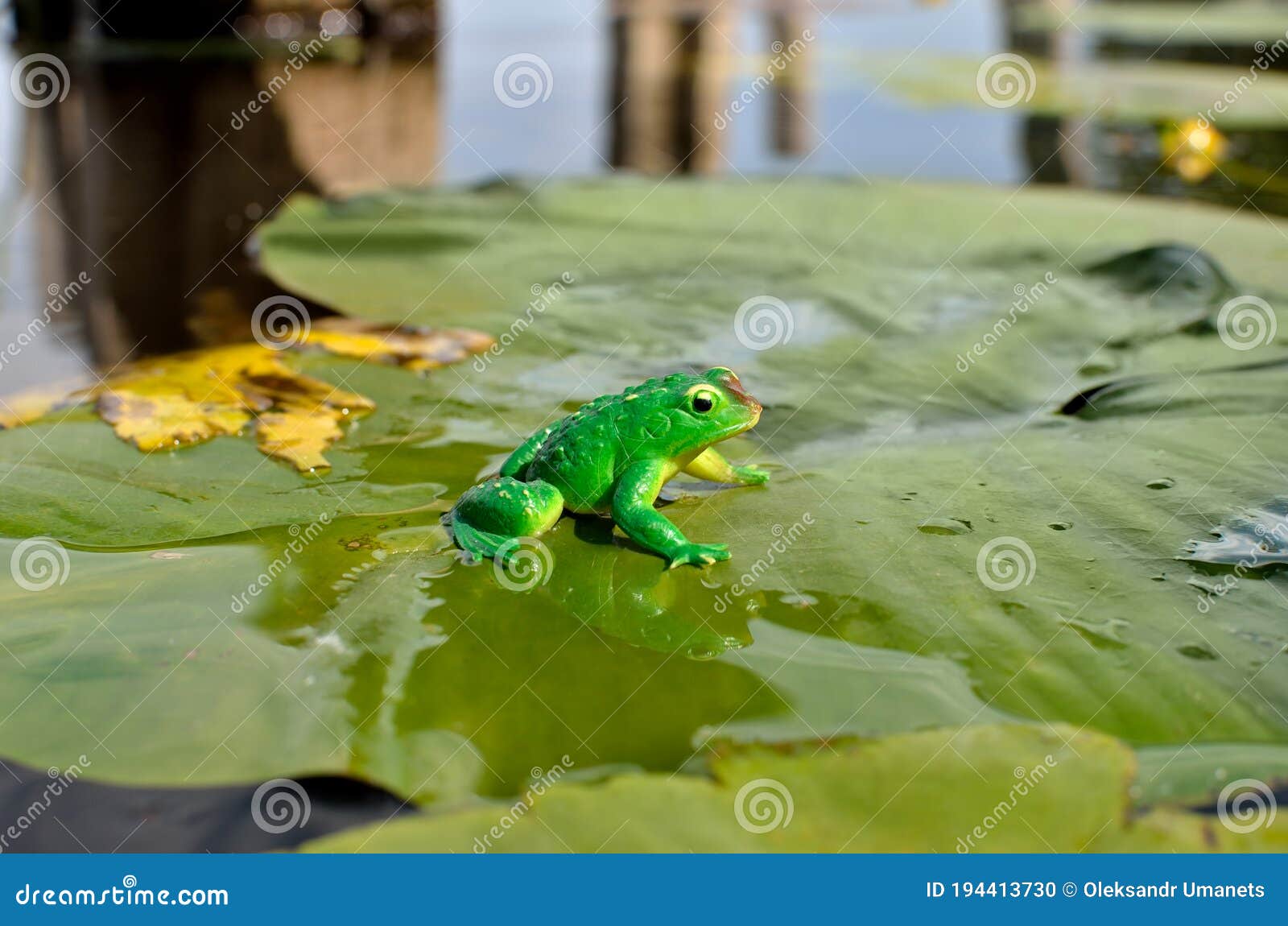 Green Frog Sitting on a Water Lily Leaf Stock Photo Image of