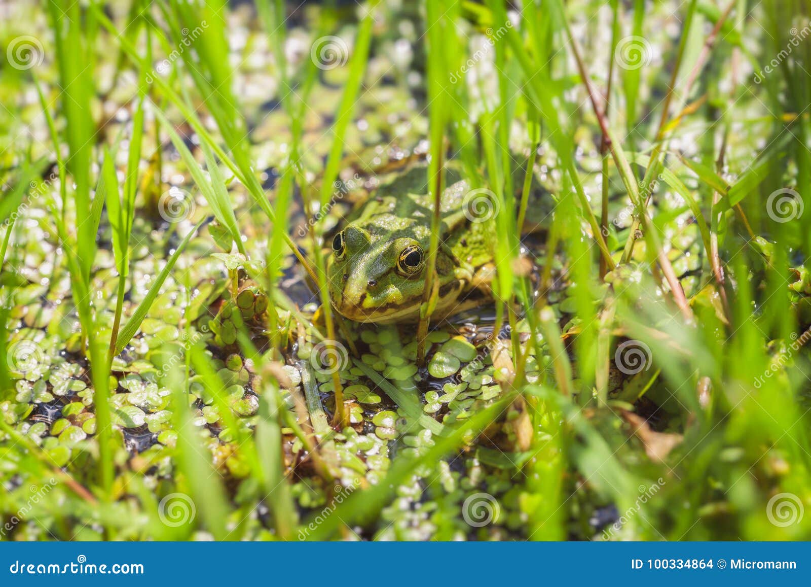 Green Frog - swamp stock photo. Image of shot, macro - 100334864