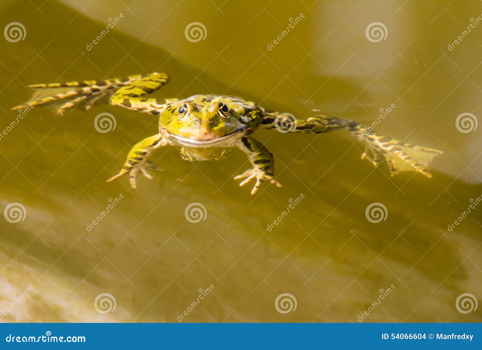 Green Frog Swimming in the Water Stock Photo Image of nature, water