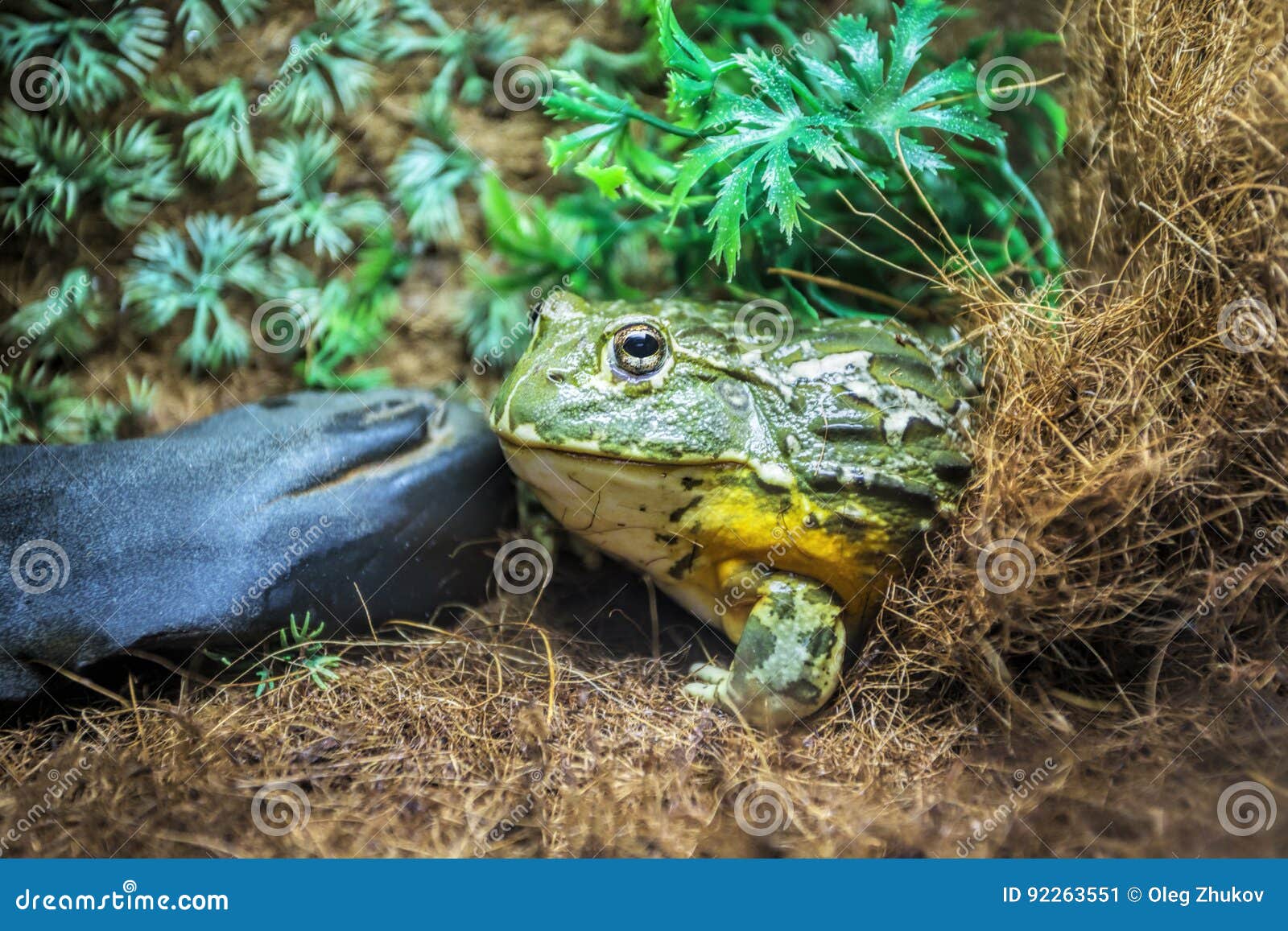 Green Frog in Terrarium in the Resort Vinpearl Stock Image Image of