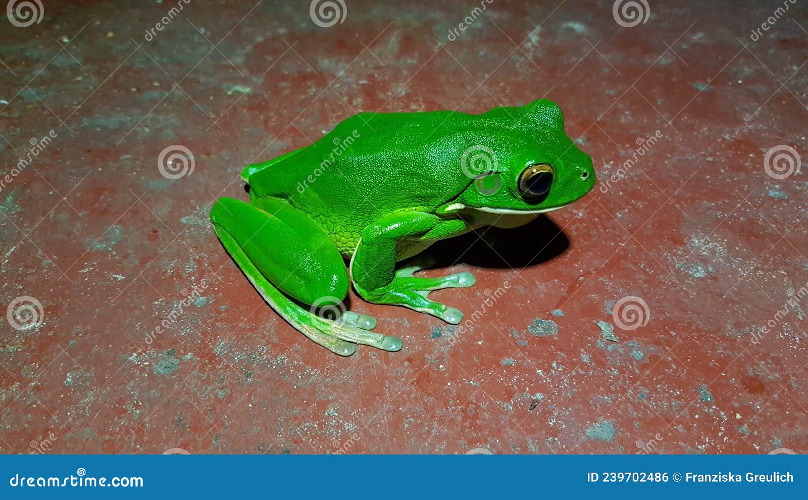 green frog on a toilet ground in australia