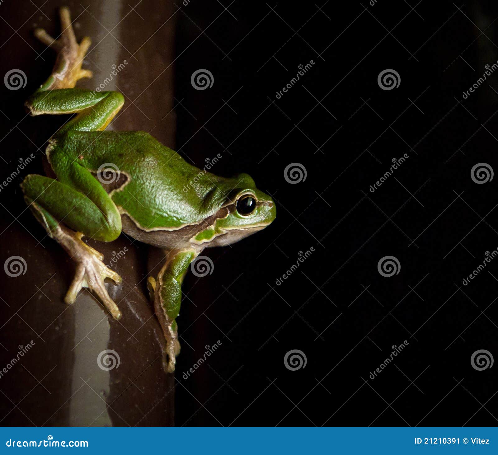 Green frog on the watch stock image. Image of wildlife - 21210391