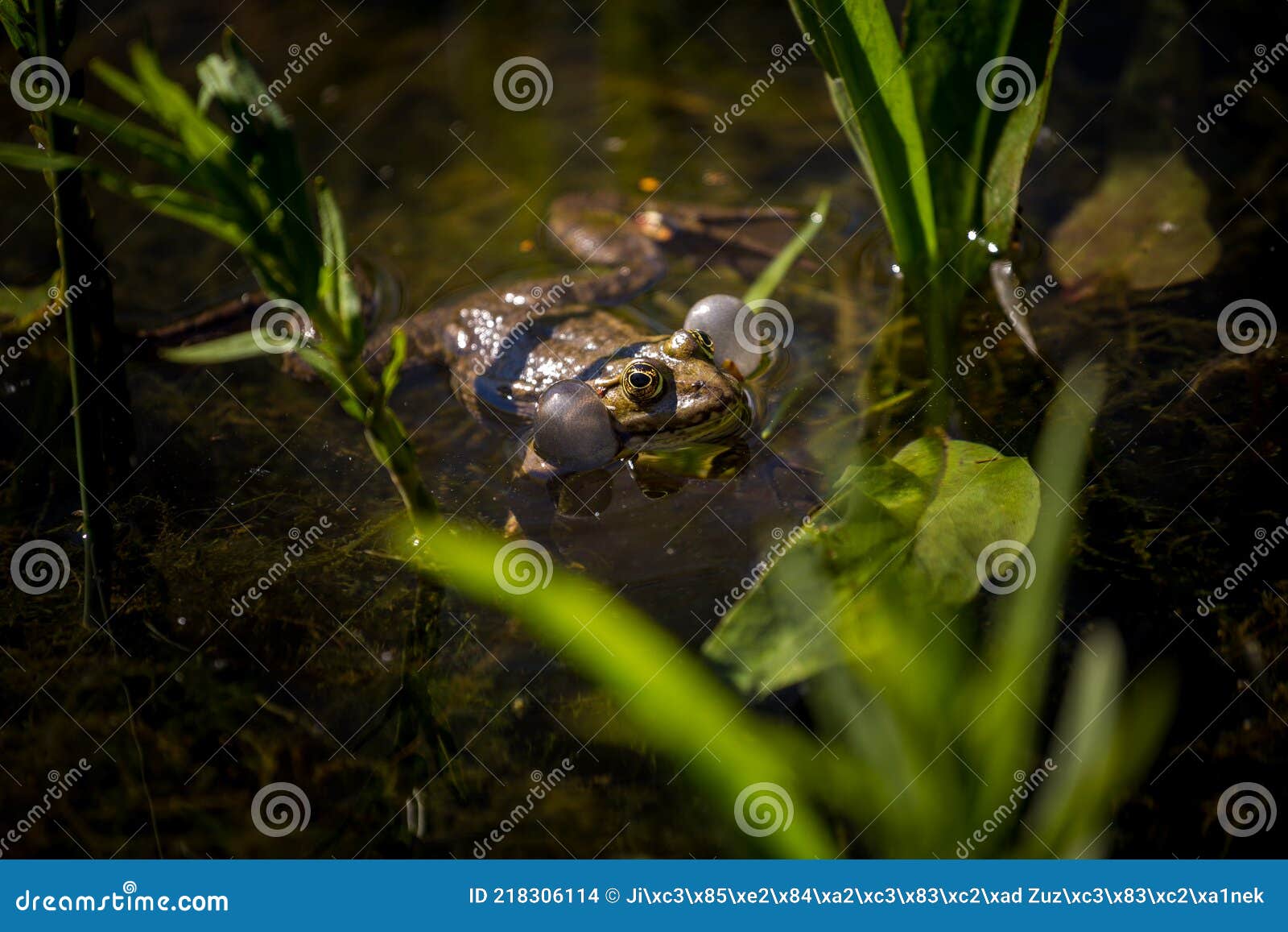 Frog In Water Stock Image | CartoonDealer.com #1201435