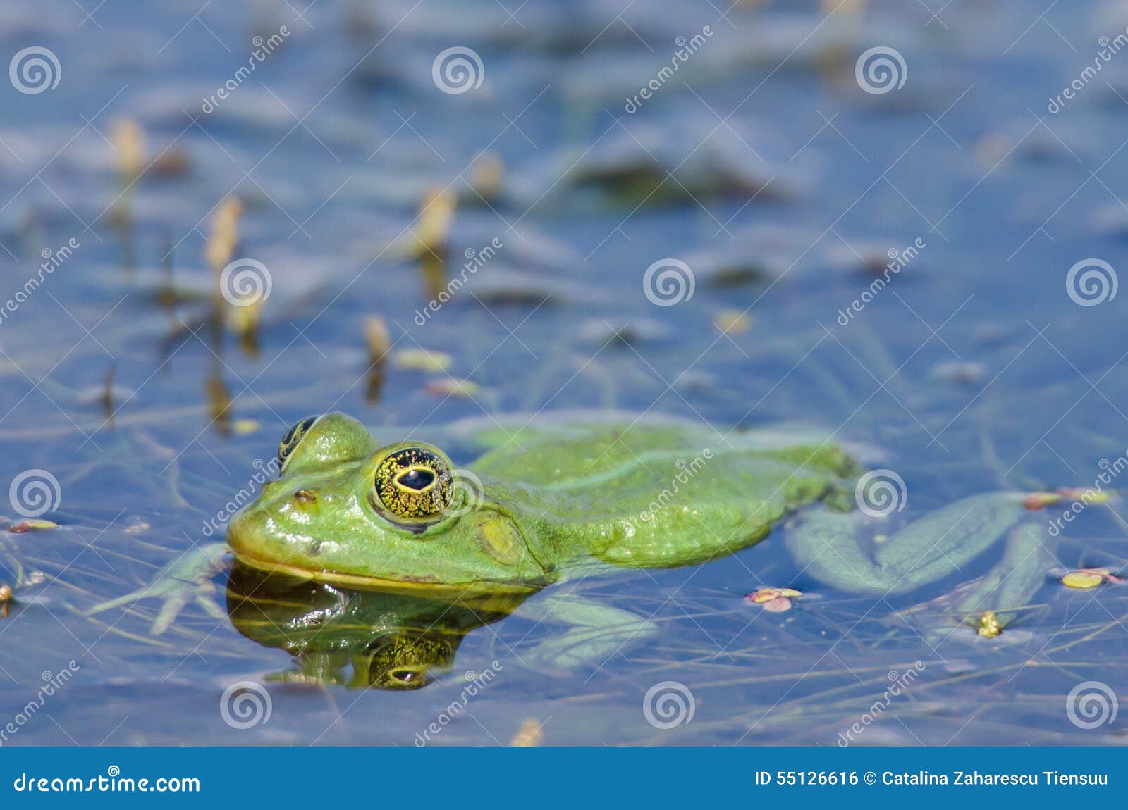 green frog in the water