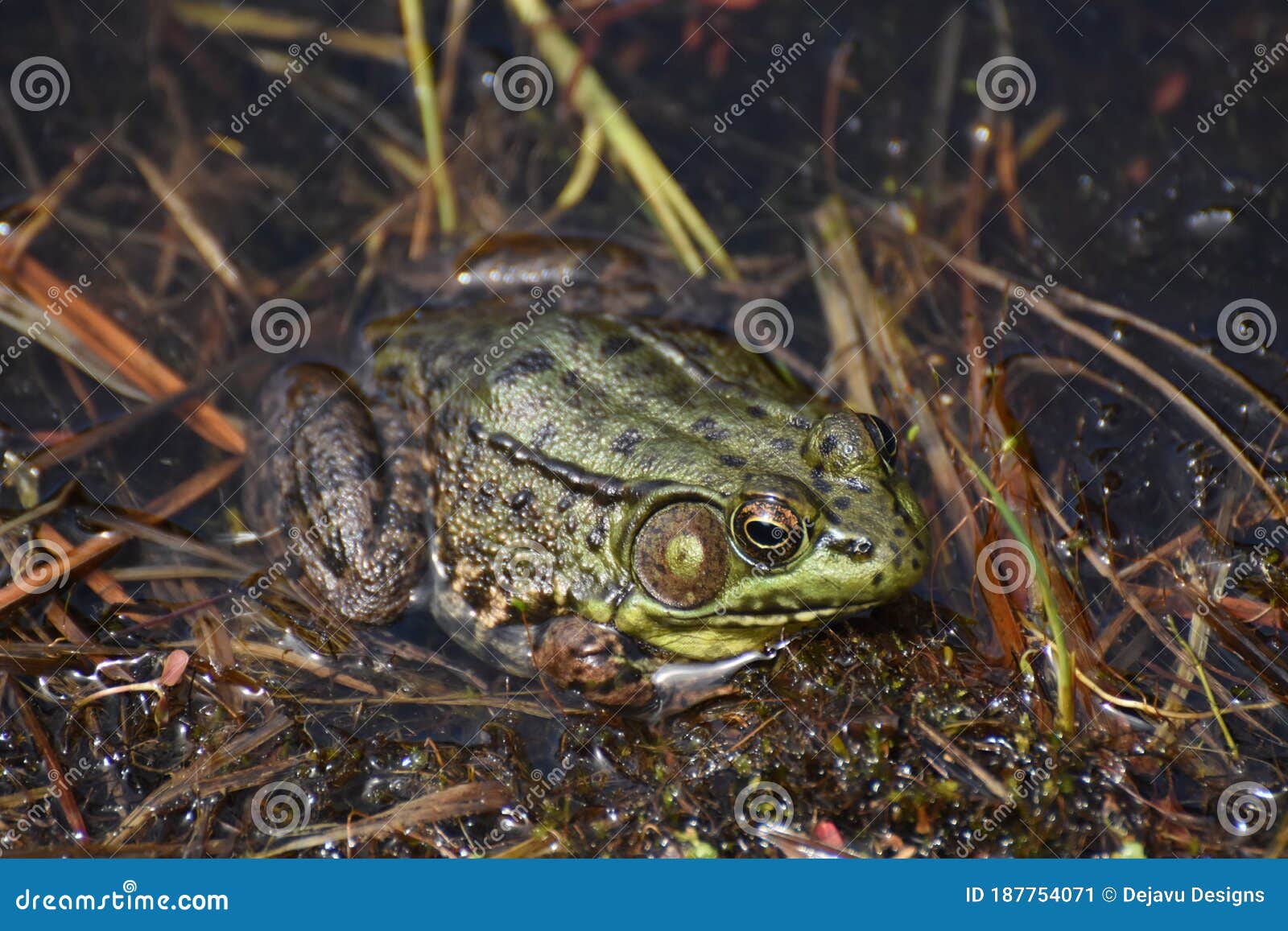 green frog in a wet quagmire and wetland
