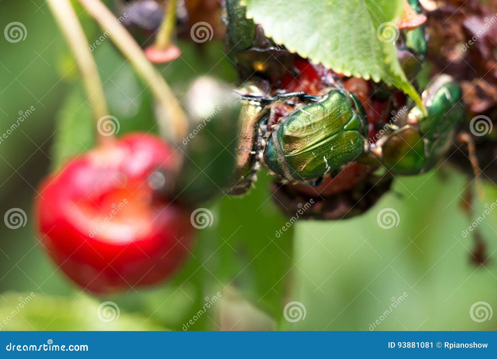 Green Fruit Beetles Eating Cherries. Stock Image Image of fruit