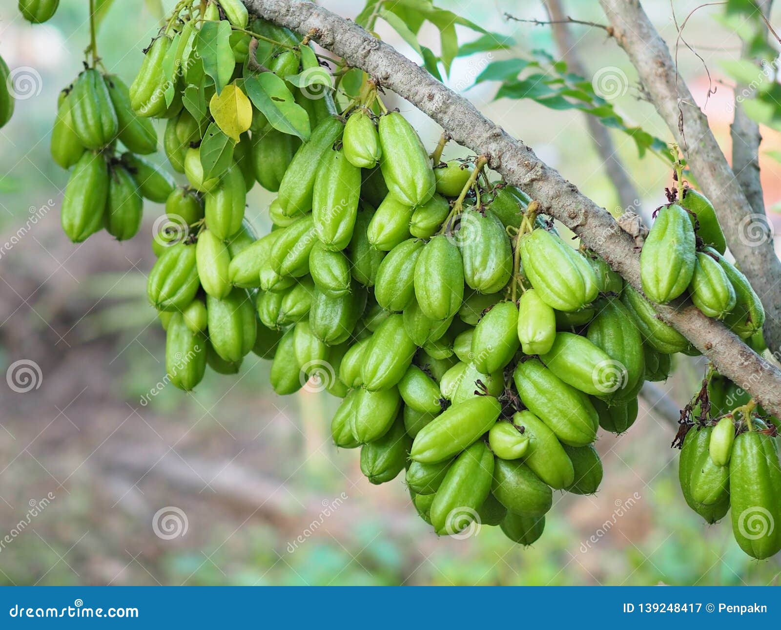 Green Fruit Bilimbi Bilimbing Cucumber Tree Sour Stock Image Image Of Green Tree 139248417