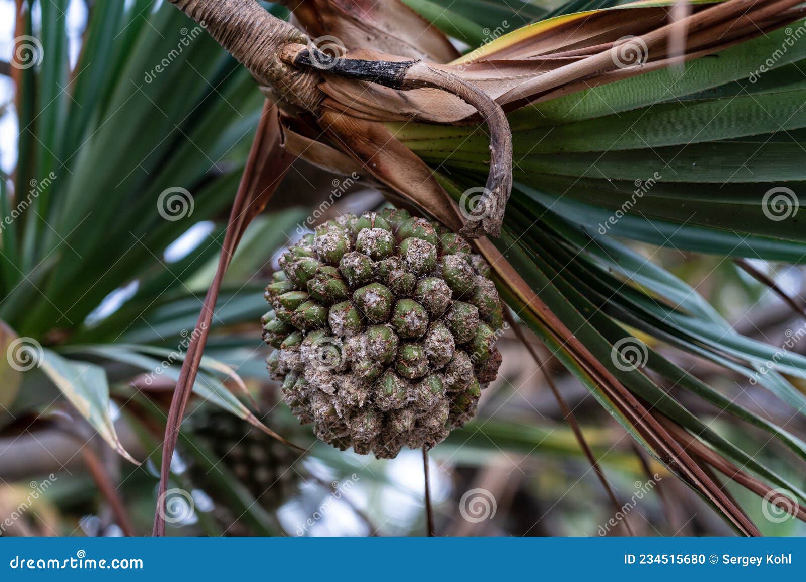 The Green Fruit of Pandanus Utilis Stock Photo Image of trees