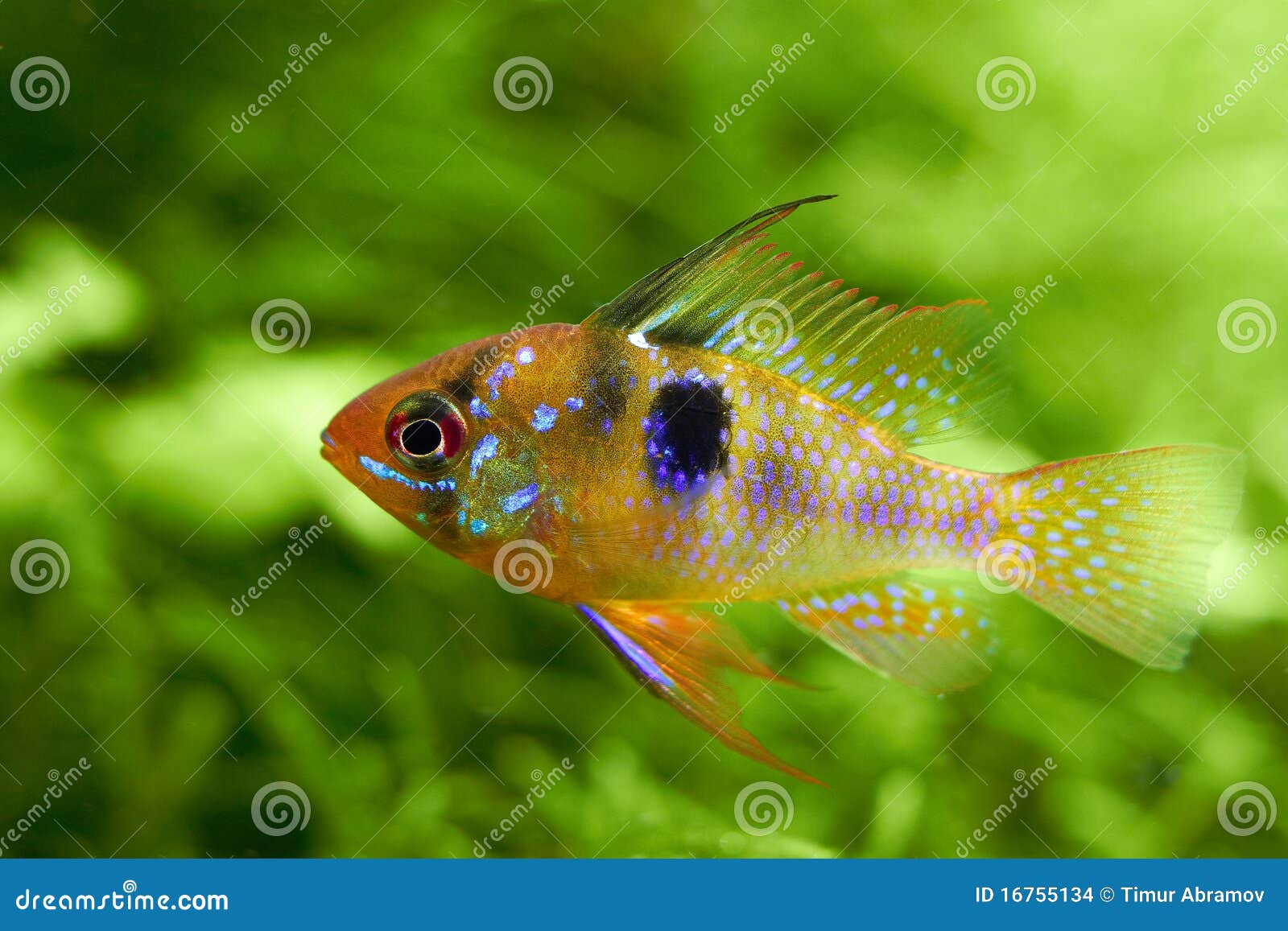 Green för sötvatten för akvariumbakgrundsfisk. Amanoakvariumfjärilen kallade stil för ramirezi för fisknaturpapiliochromis