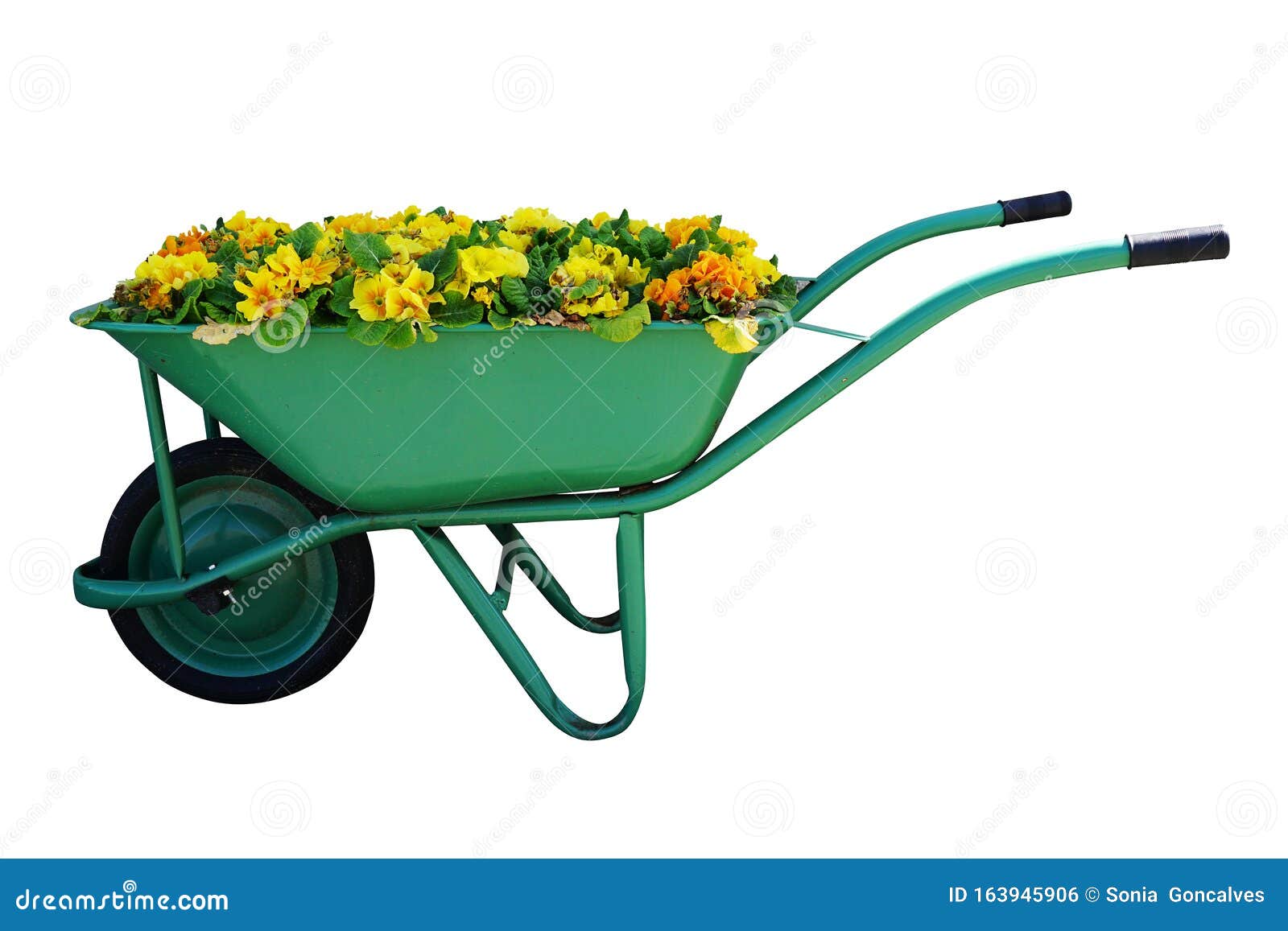 Green Garden Cart Overflowing With Small Yellow Flowers Stock