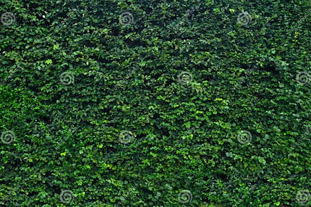 Green garden hedge stock image. Image of shrub, leaf - 16722973