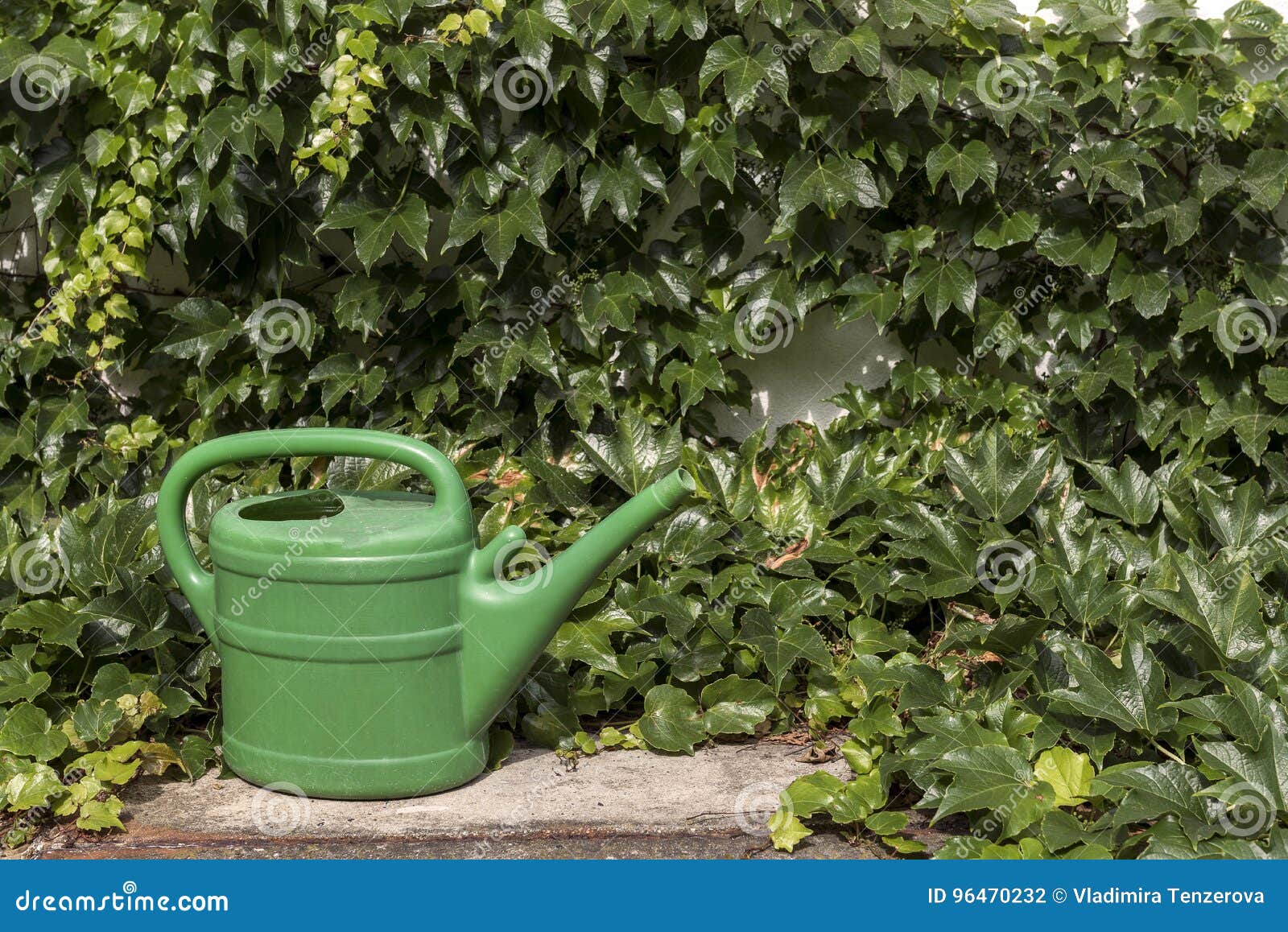 Green Garden Water Saver between the Ivy Stock Photo Image of water