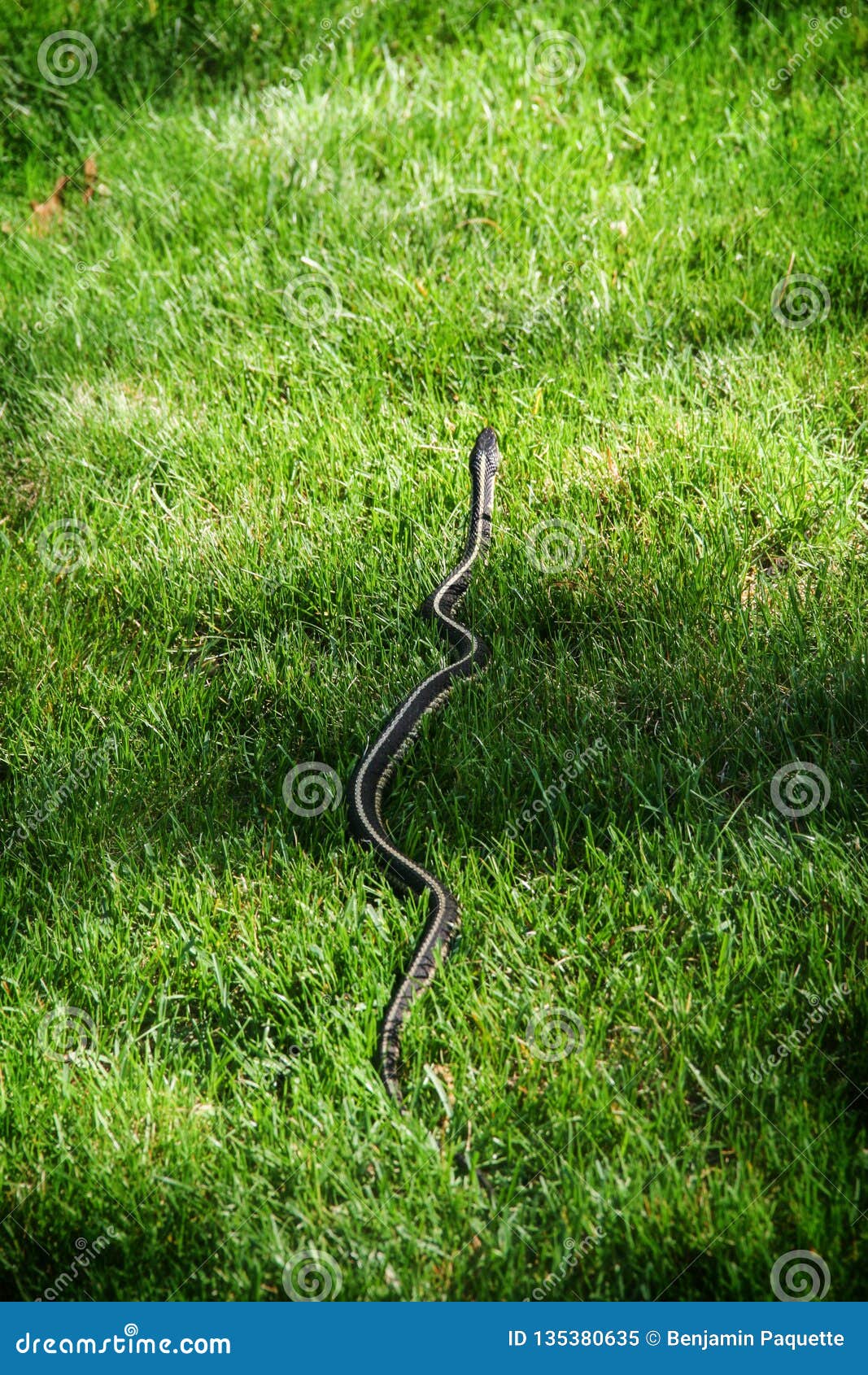 Green Garter Snake In The Grass Stock Image Image Of Black Garter