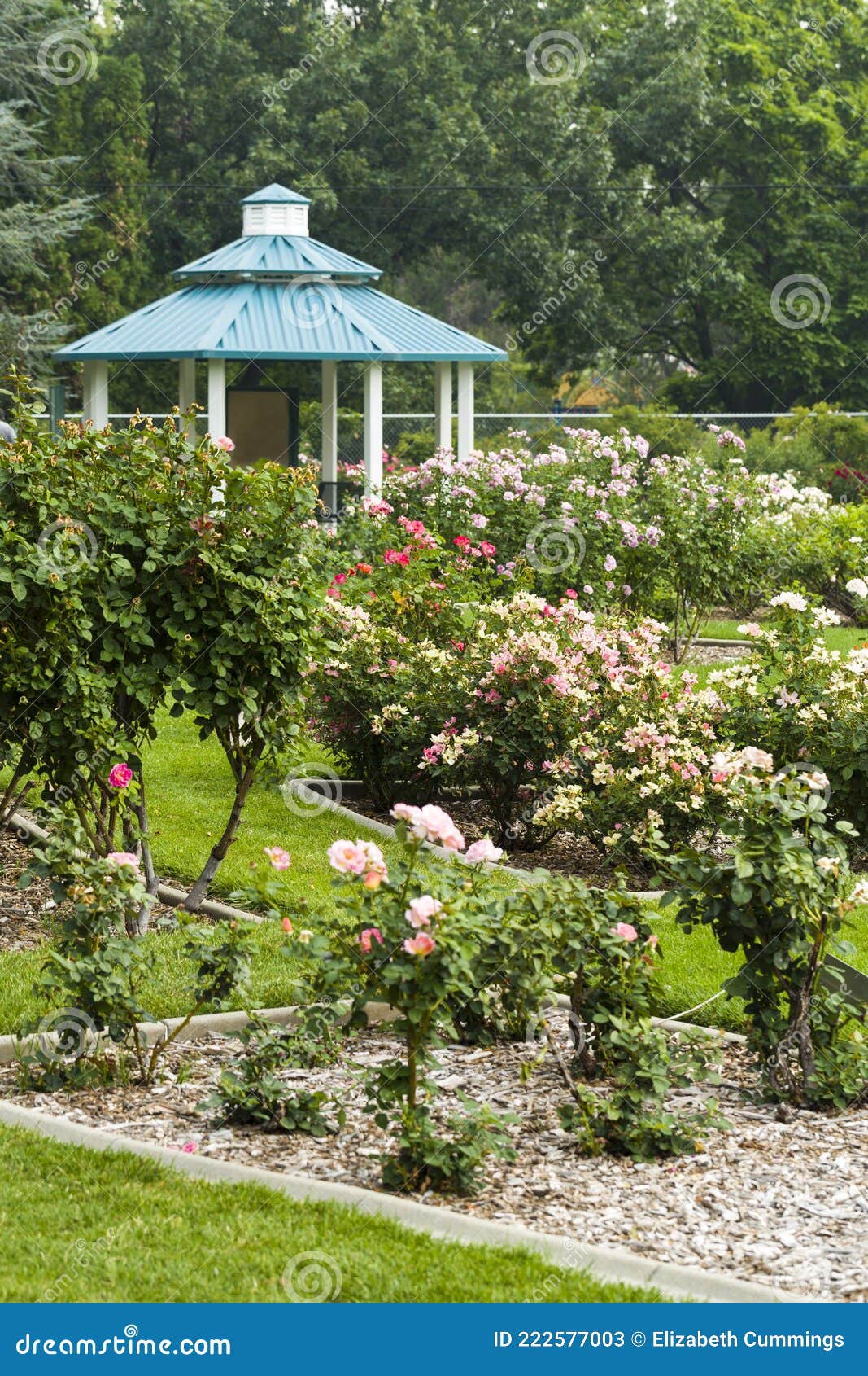 Green Gazebo at the Edge of a Rose Garden in Bloom Stock Image Image