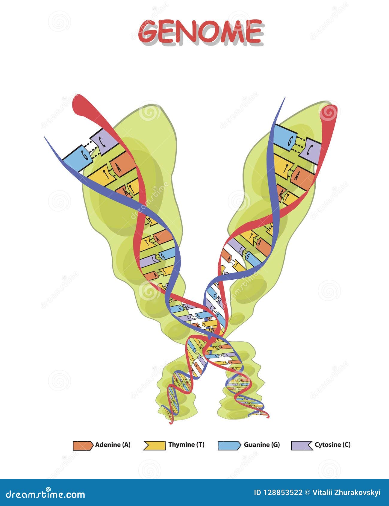 green genome with colore dna  on white background. genome sequence.  .