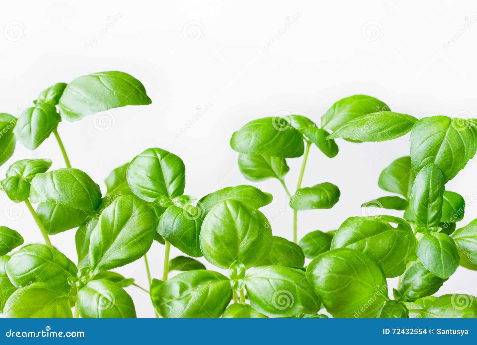 Green genovese basil plant stock photo. Image of botany 72432554