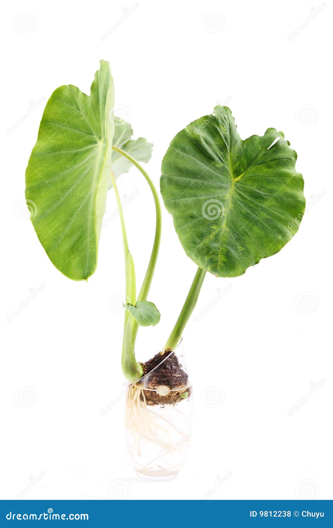 A bright green giant taro in the glass