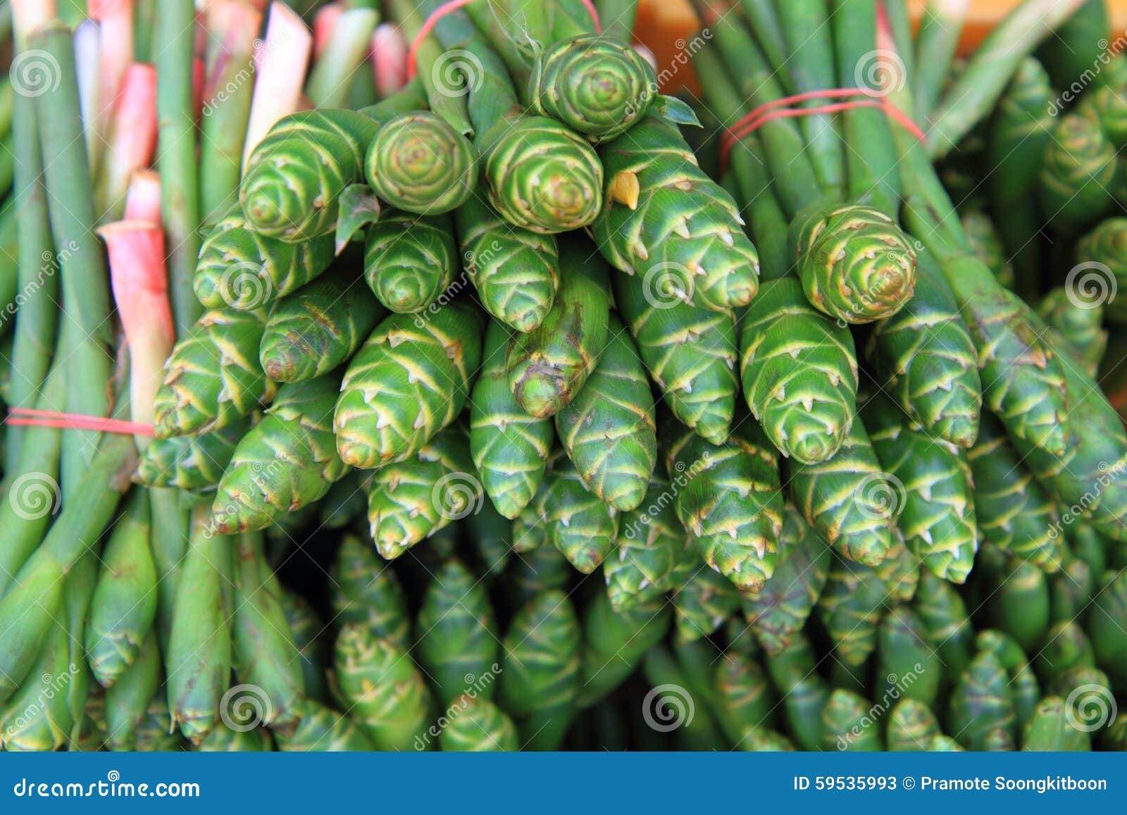 Green ginger flowers stock image. Image of beautiful 59535993