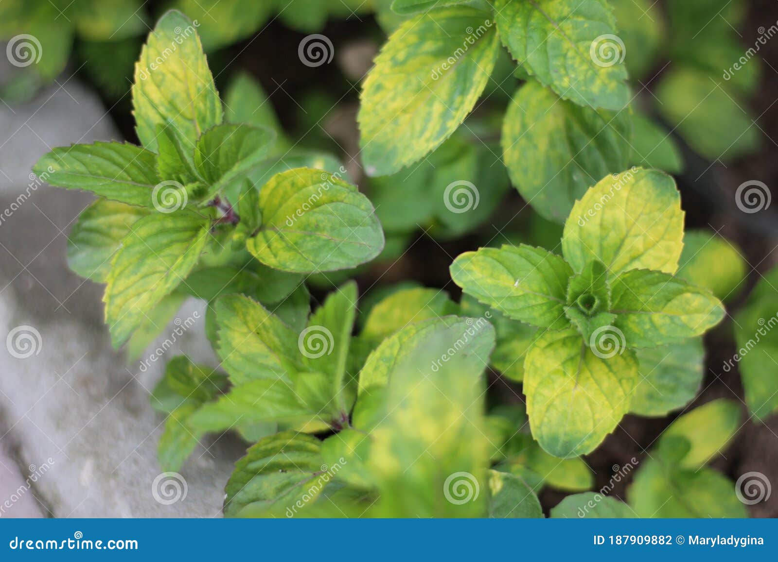 Green Ginger Mint Plant in Growth at Vegetable Garden Stock Photo