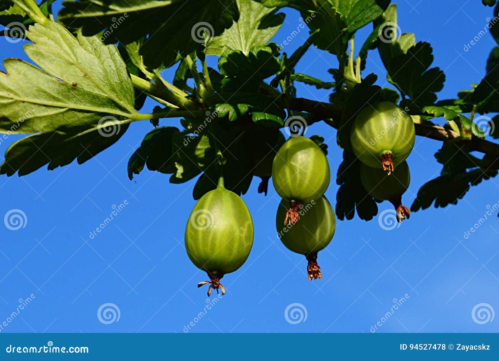 Green Gooseberries on Gooseberry Ribes Uva-Crispa Bush Against Blue Sky ...