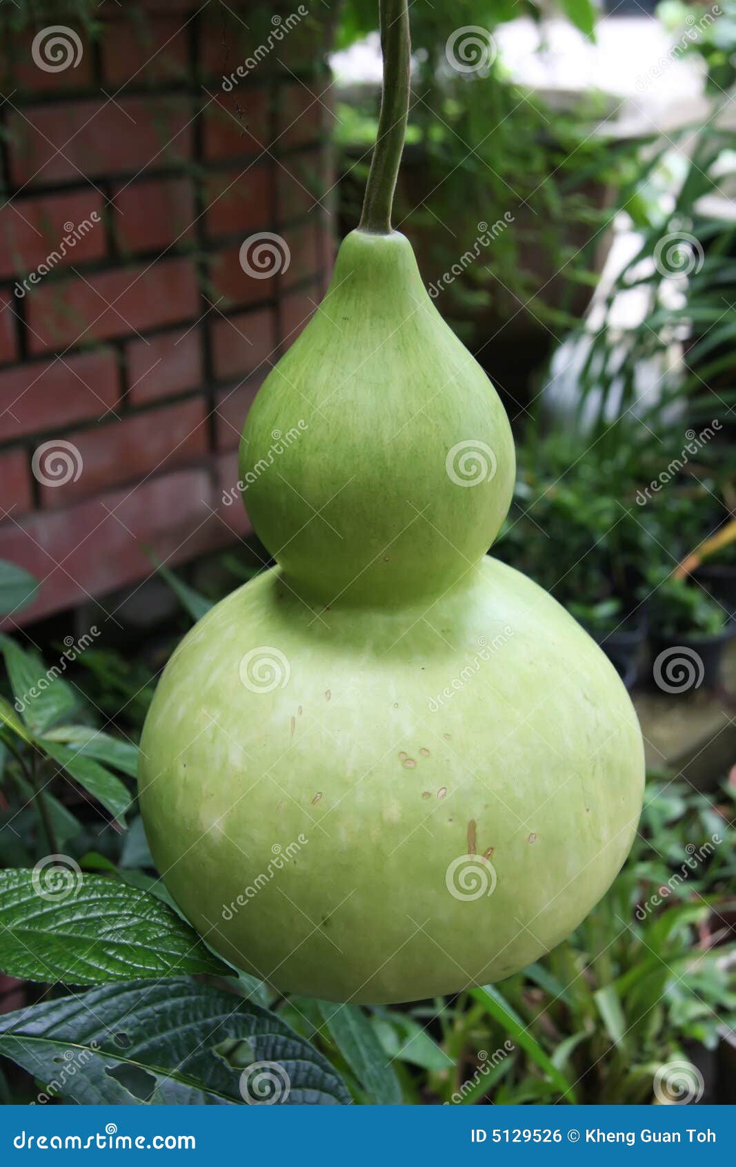 Green gourd stock photo. Image of green, traditional, chinese 5129526