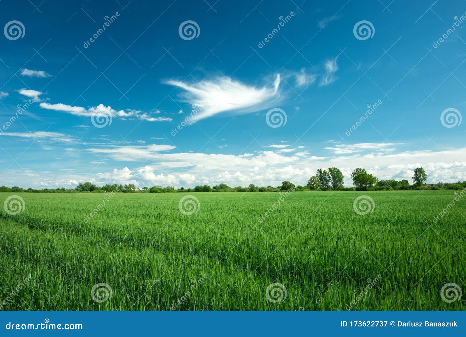 Green Grain Field and White Clouds on Blue Sky, Spring View Stock Image