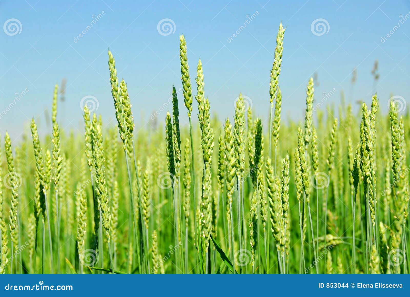 Green grain growing stock photo. Image of plant, natural 853044