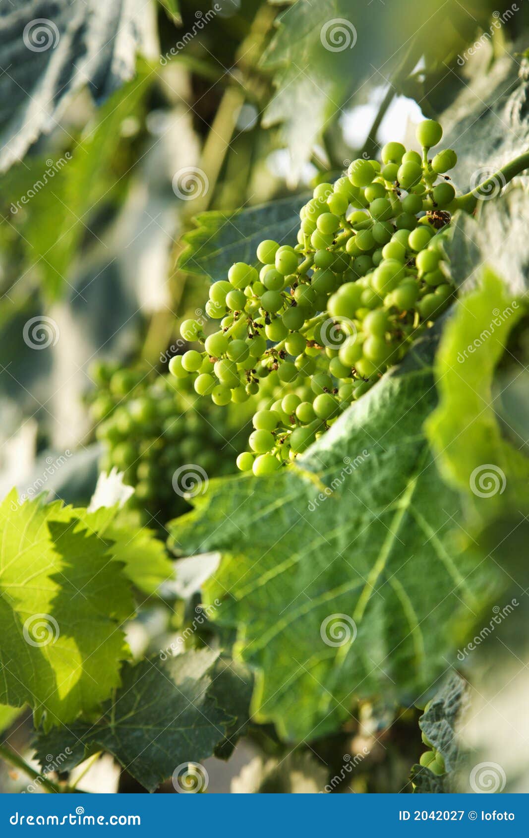 green grape clusters in tuscany, italy.