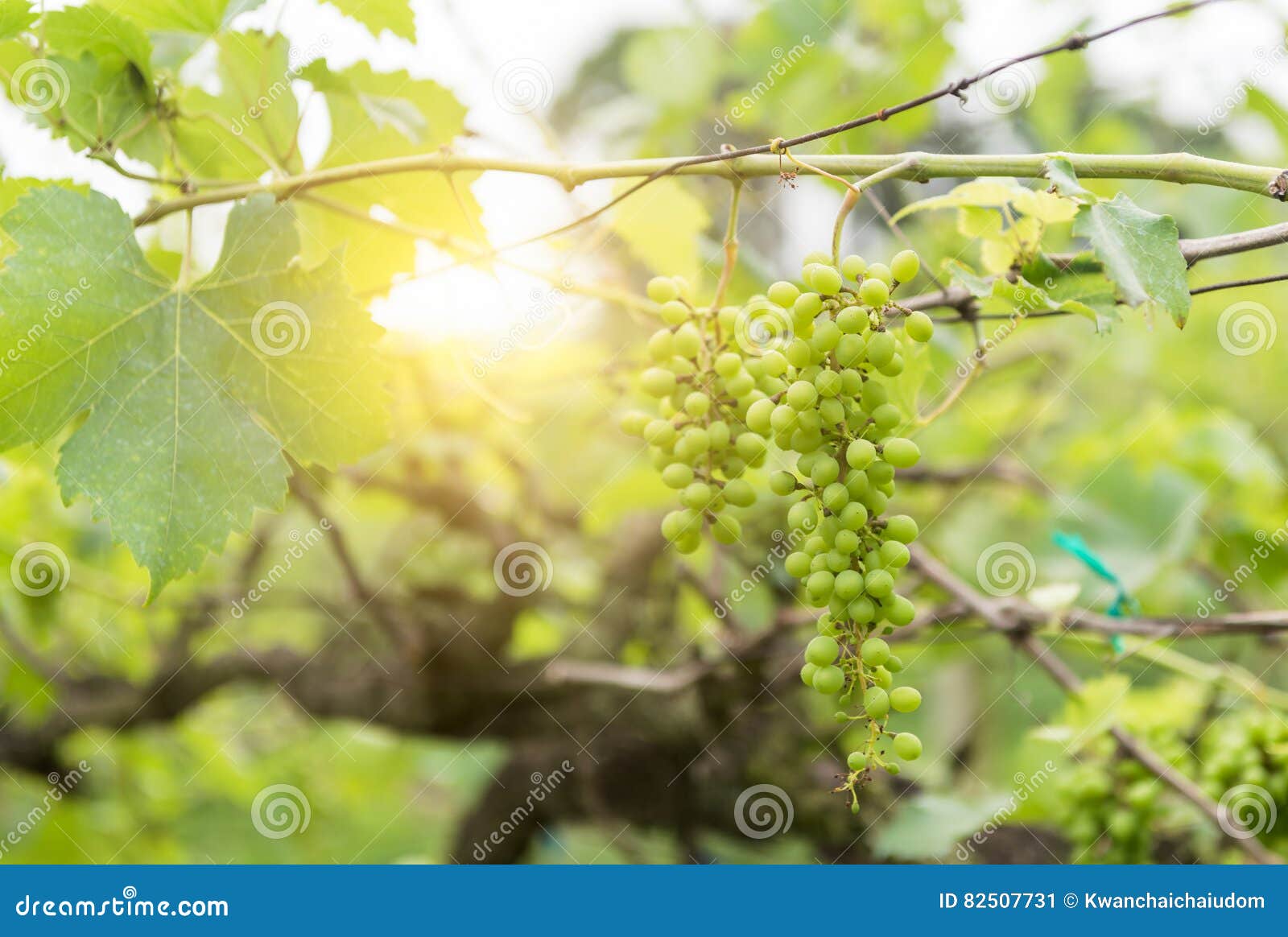 Green Grape in Farm on Morning Stock Image Image of growth, healthy