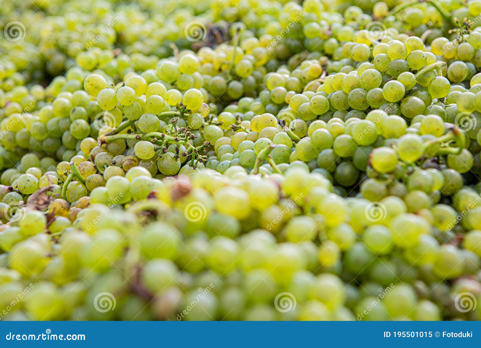 Green grape wine stock image. Image of grapevine, green 195501015