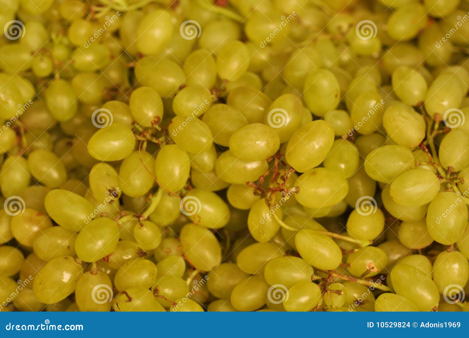 Green grapes stock photo. Image of harvest, diet, bunch 10529824