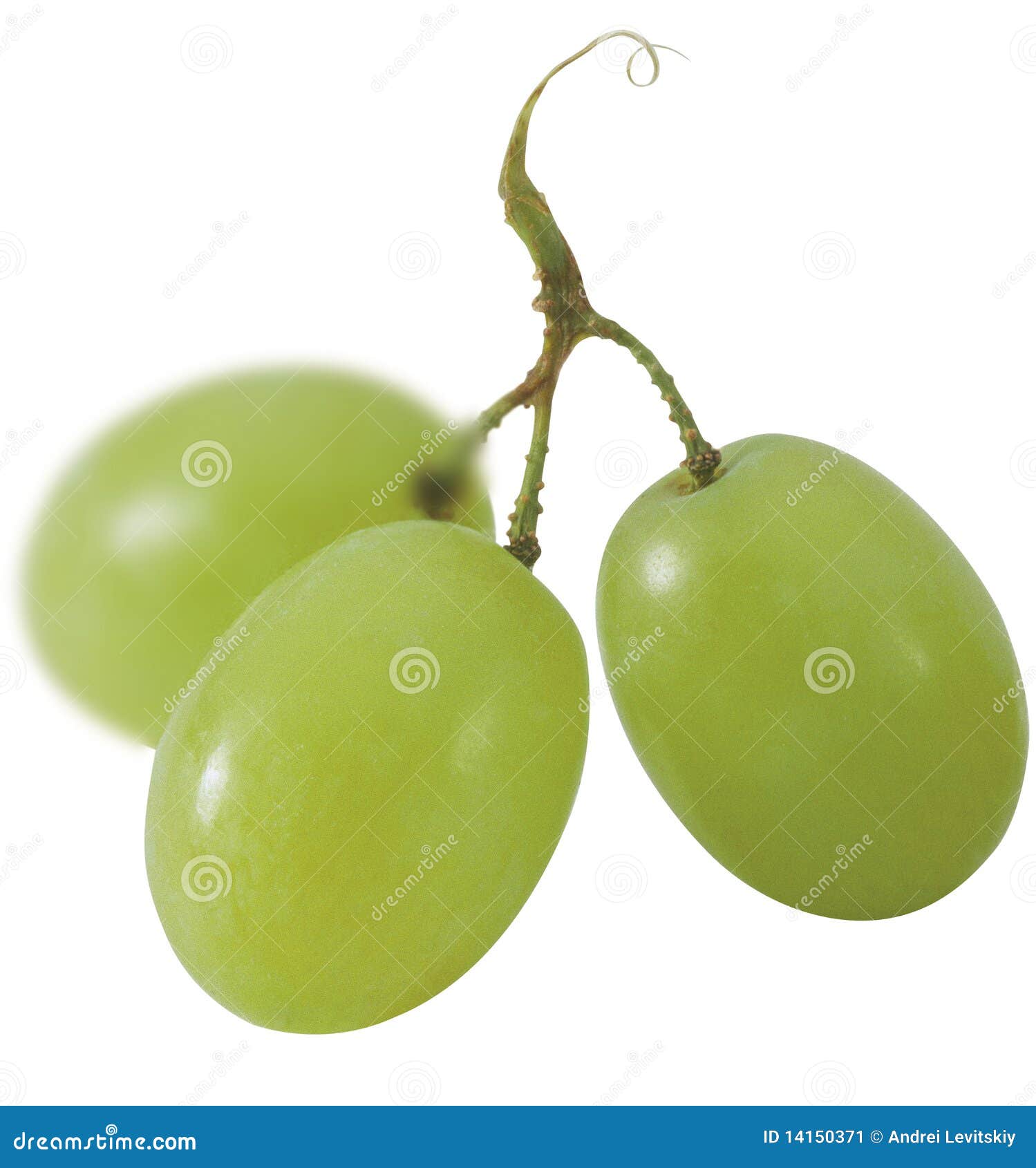 Green grapes stock image. Image of tasty, wine, brown 14150371
