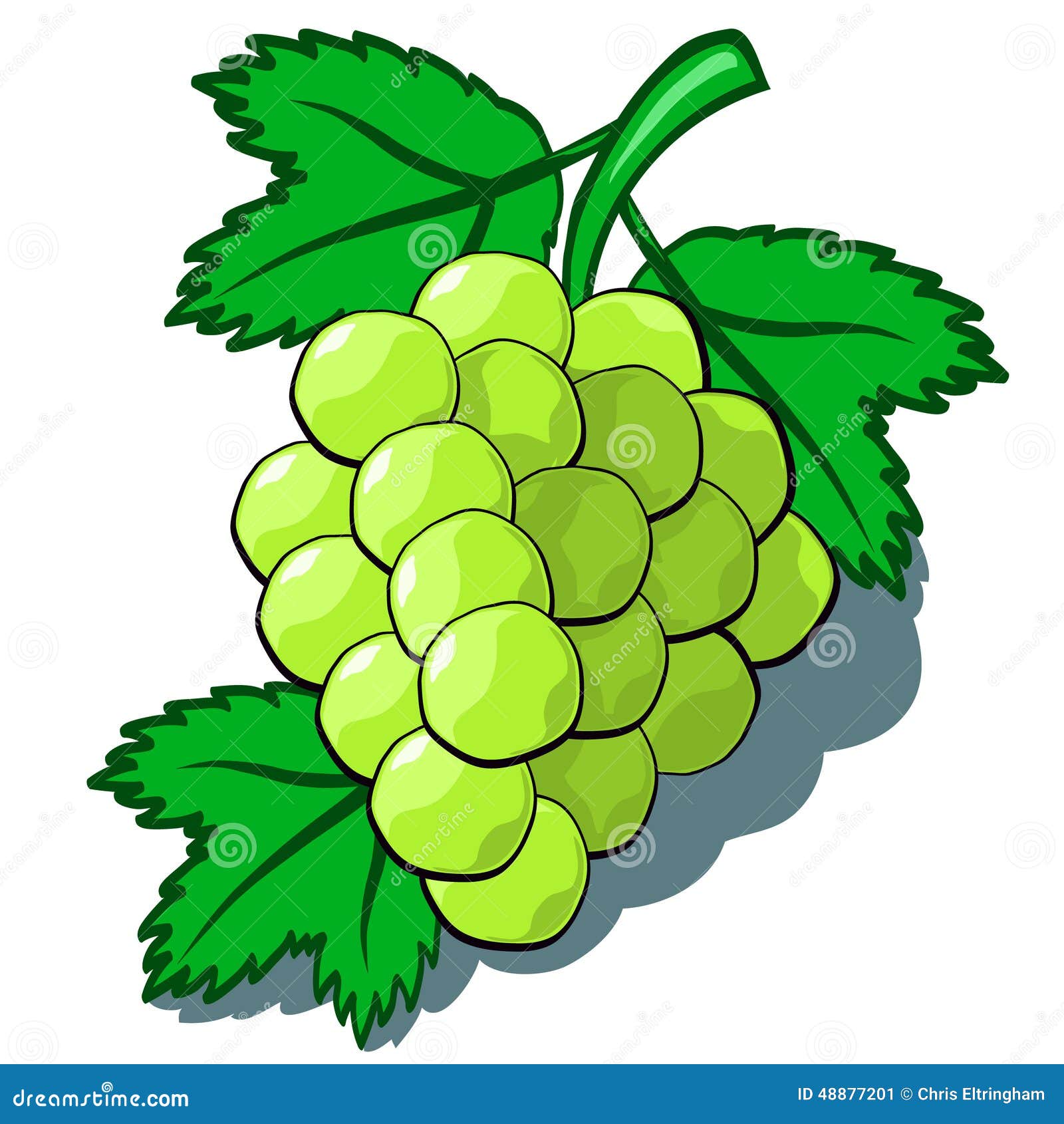 Green Grapes stock vector. Illustration of delicious - 48877201 Green Grapes stock vector. Illustration of delicious - 48877201
