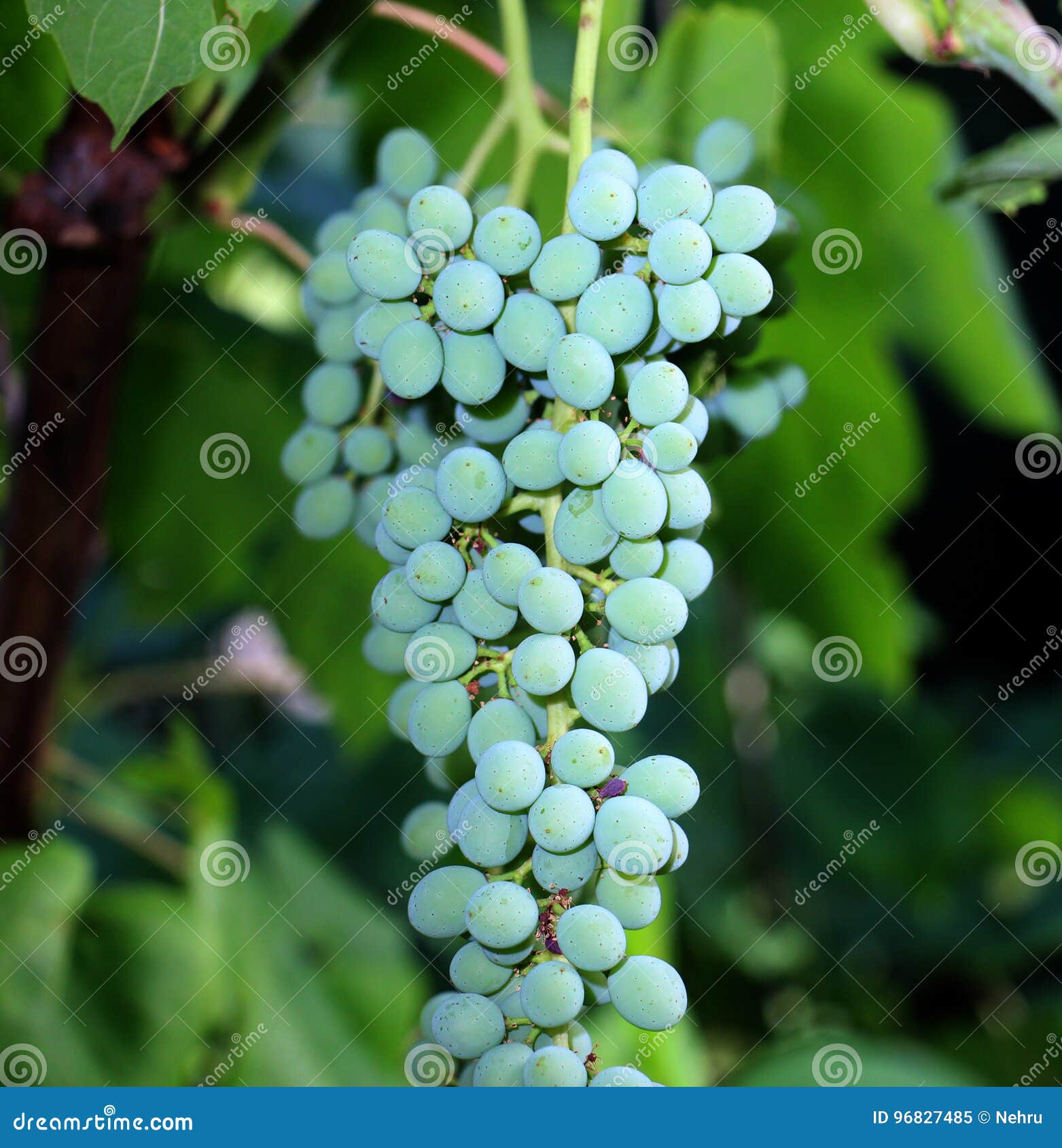 Green Grapes Growing on the Grape Vines Stock Image Image of food