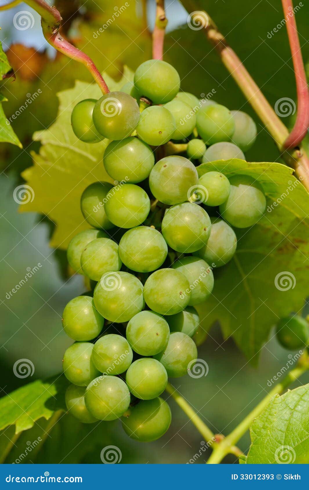 Green Grapes Growing on Vine Stock Image Image of closeup, organic