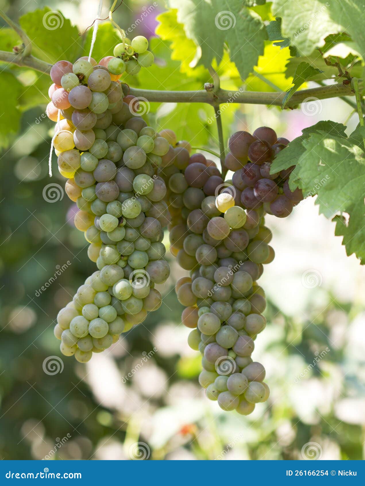 green grapes ripen detail
