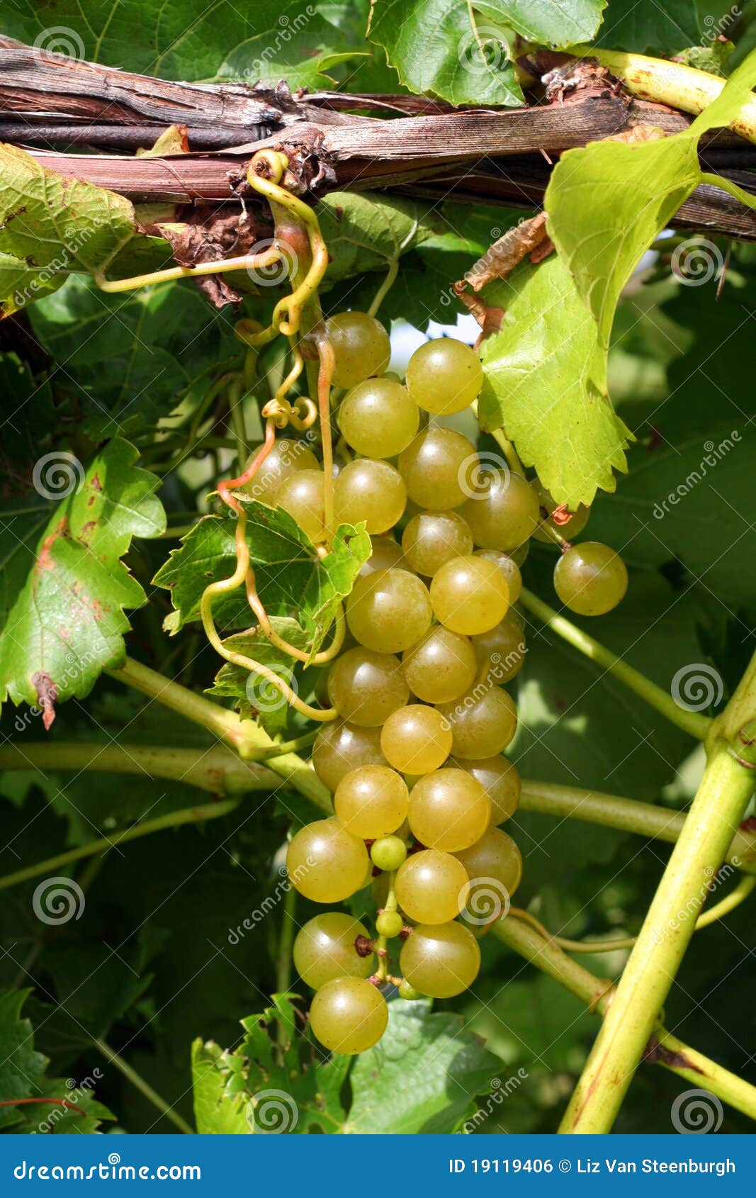 Green Grapes on Vine stock photo. Image of leaves, grapes 19119406