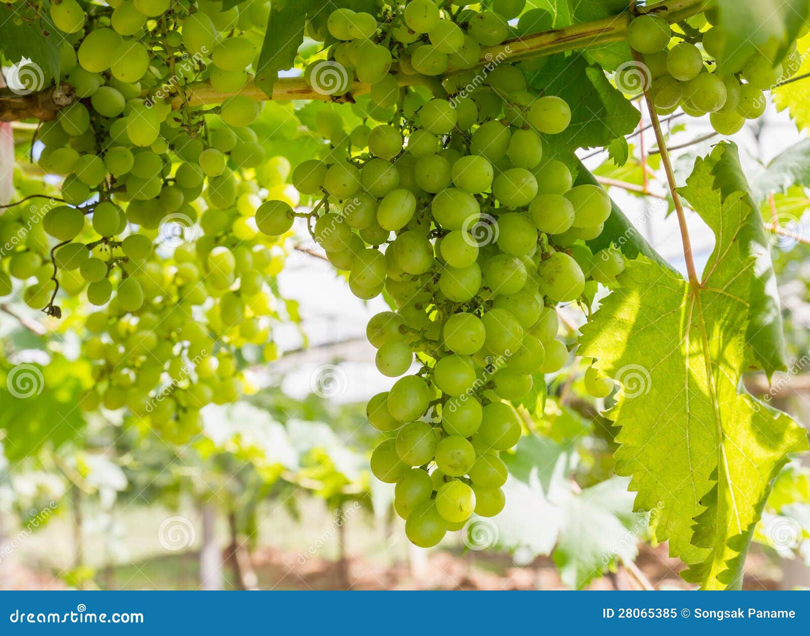 Green Grapes on the vine stock image. Image of flora 28065385
