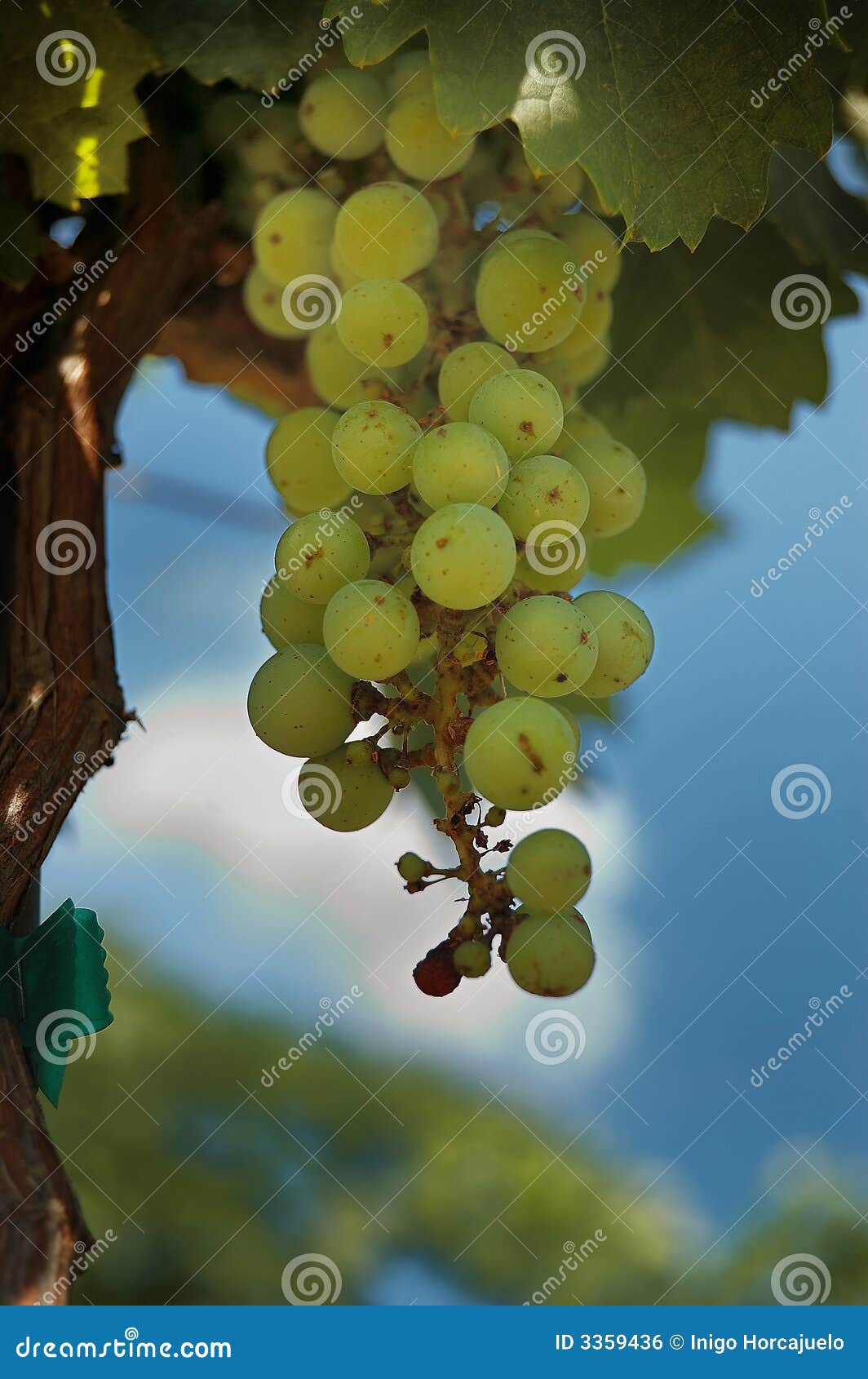 Green grapes on a vine stock photo. Image of ripe, agriculture 3359436