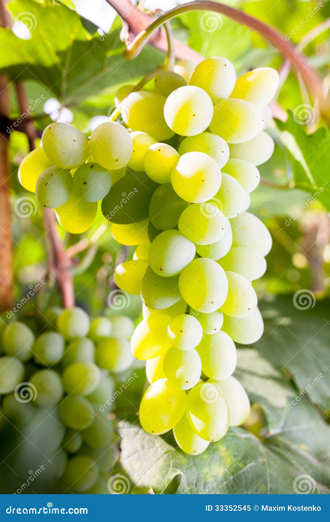 Green grapes on vine stock image. Image of vineyard, white 33352545