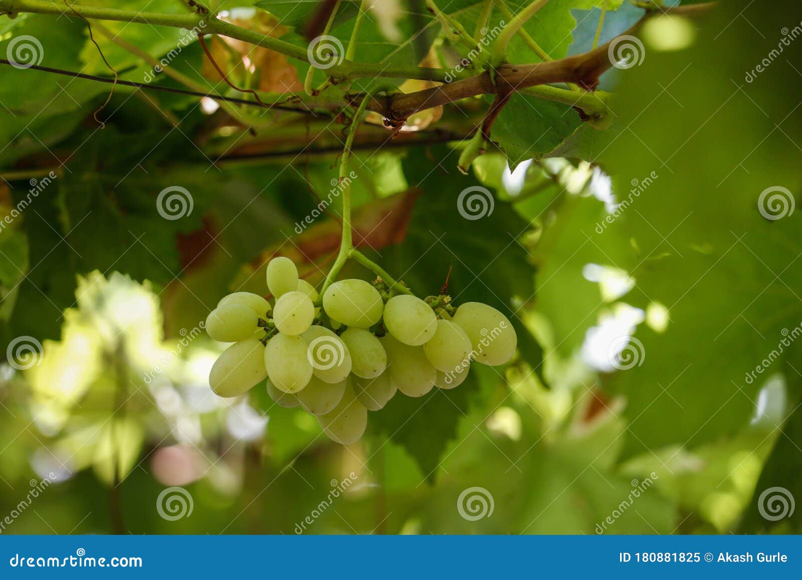 Green Grapes in a Vineyard in Maharashtra India Stock Image Image of