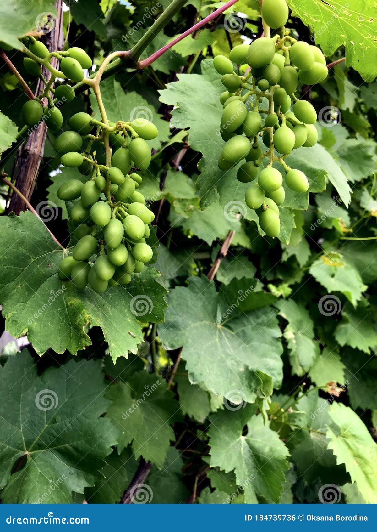 Green Grapes Wine on Tree with Branch Stock Photo Image of grapevine