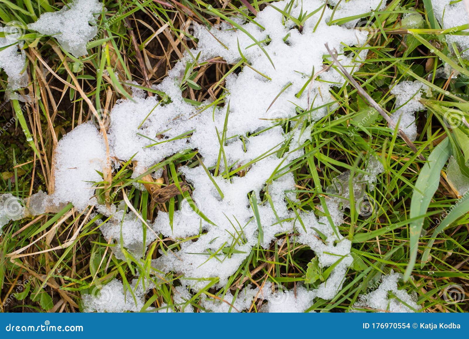 Green Gras in March Covered with Late Snow. Cold Spring Day Stock Photo Image of grass