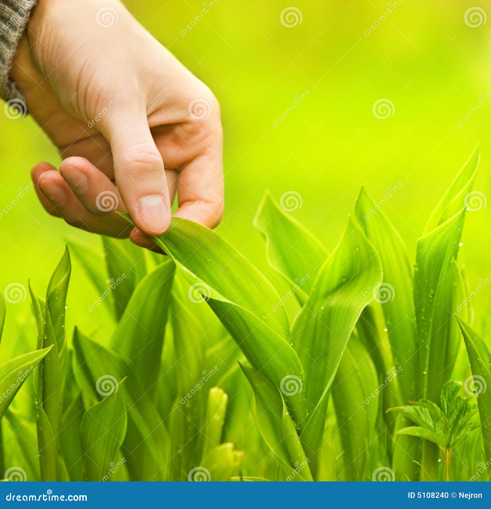 Close Up Of A Woman's Hand Touching The Saturated Grass, 'feeling Nature'  Stock Photo, Picture and Royalty Free Image. Image 43047099.