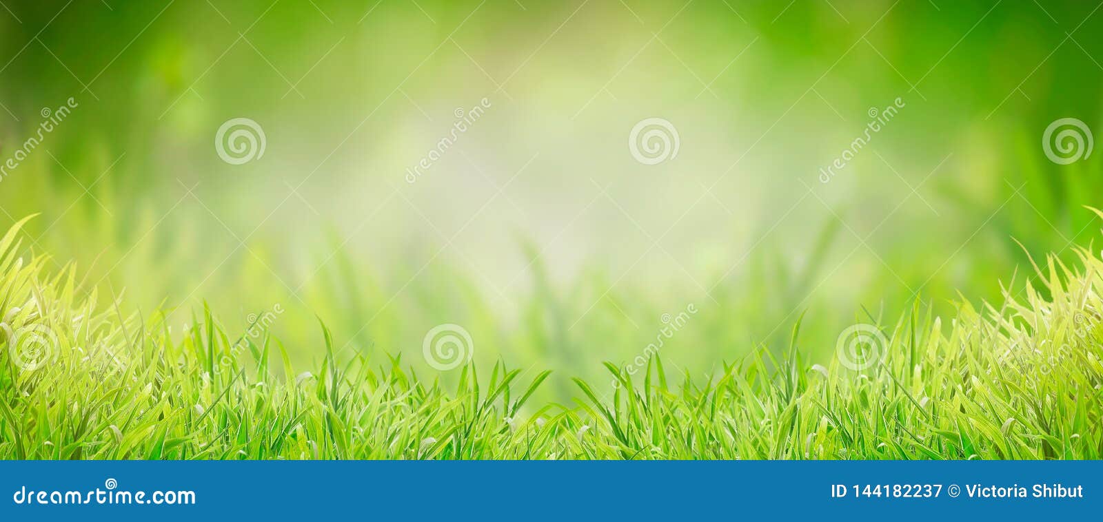 Green Grass Background, Banner. Summer or Spring Nature Stock Image