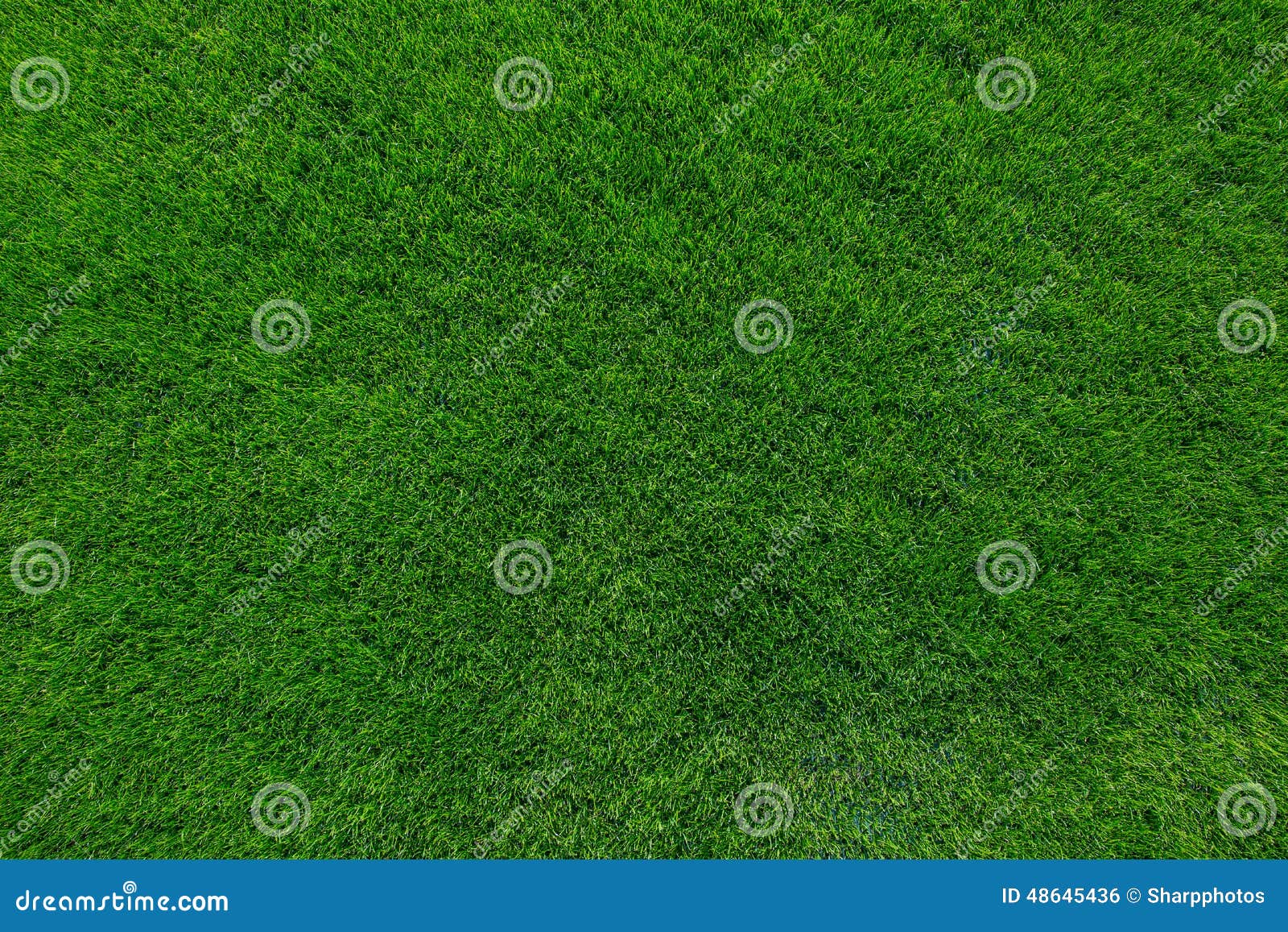 green grass background texture