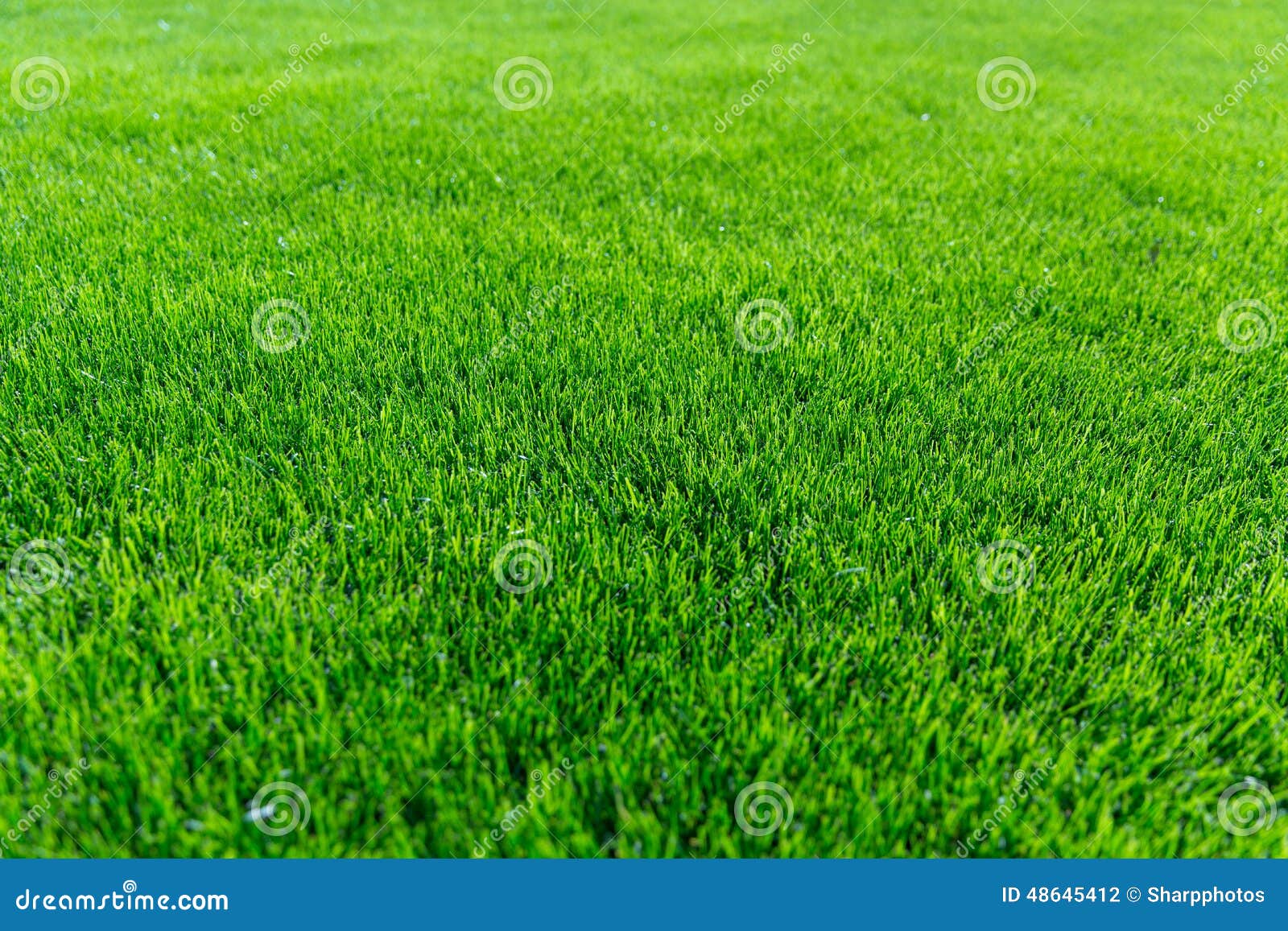 green grass background texture.