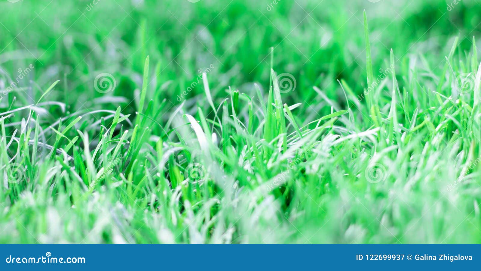 Banner Grass Background Stock Photos Royalty Free Images